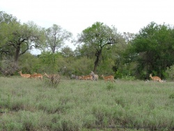Les impalas sont trés répandus pourtant on ne se lasse pas de leur grâce ni de leur élégance