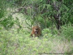 Bingo, un lion repu essaie de se remettre de son festin
