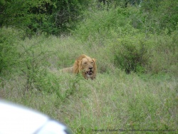 Un deuxième lion se tient pas très loin