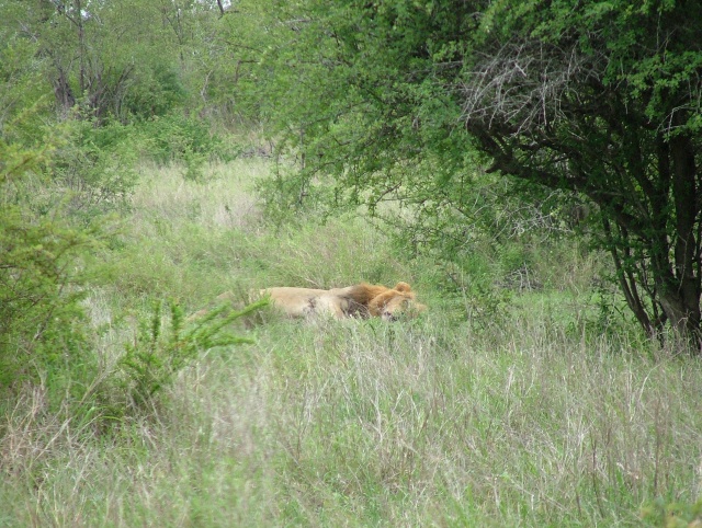 Sieste digestive bien méritée