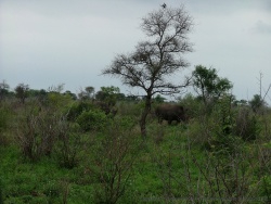 Pas moins de 4 rhinocéros se cachent parmi les broussailles