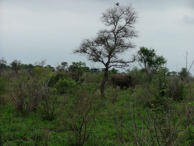 Pas moins de 4 rhinocéros se cachent parmi les broussailles