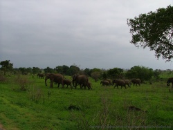 Soudain, un troupeau d'éléphants surgit sur notre droite