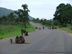 Les baboins aussi envahissent parfois la route