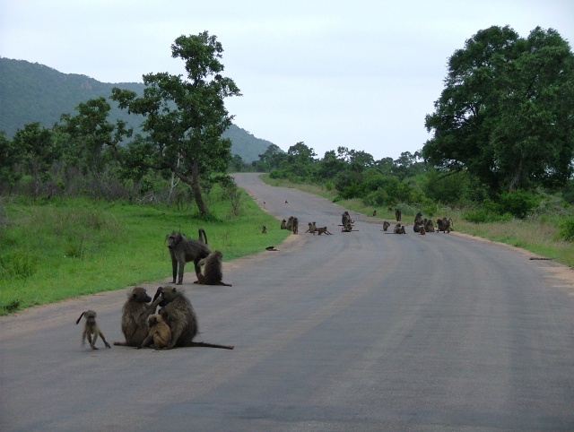Les baboins aussi envahissent parfois la route