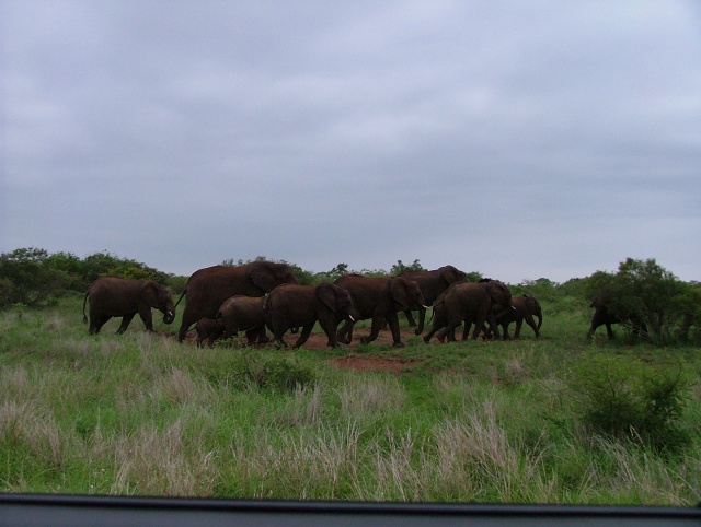 En s'approchnt du camp de Lower Sabie, plus aucun animal mis à part les troupeaux d'éléphants
