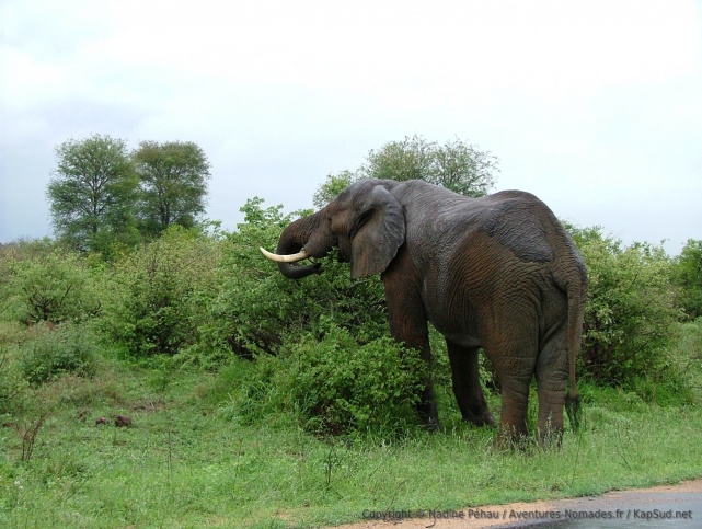 Eléphant sous la grisaille matinale