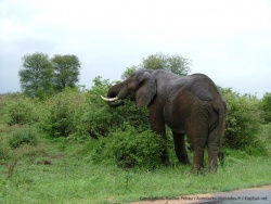 Eléphant sous la grisaille matinale