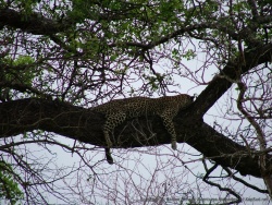 Soudain, on aperçoit une silhouette caractéristique dans un arbre