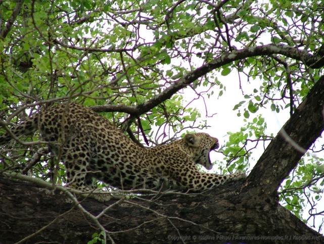 afskenya20101206-081438.jpg
