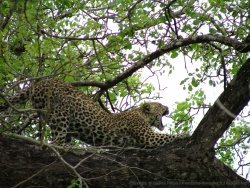 afskenya20101206-081438.jpg