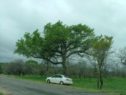 Pas sûr que sans cette voiture, on aurait vu le léopard dans l'arbre