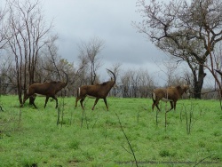 Un peu plus loin de superbes et rares antilopes Sable
