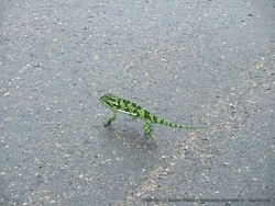 Il pleut, le caméléon est de sortie