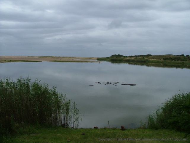 La présence des hippopotames fait également la renommée de Santa Lucia