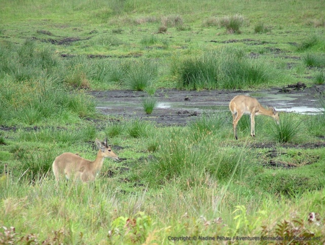 Un nouvelle espèce de gazelles que nous découvrons dans la réserve de Santa Lucia