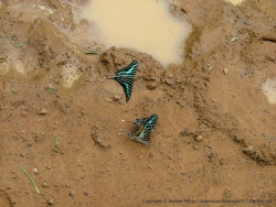Les flaques d'eau sur la piste sont envahies par une multitude de papillons très colorés