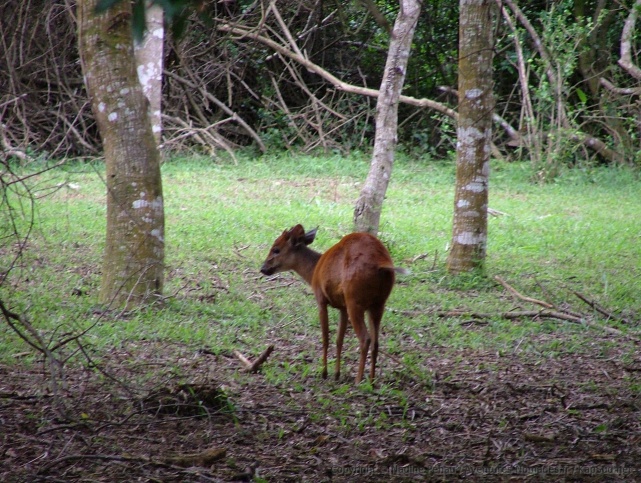 Petite antilope des forêts