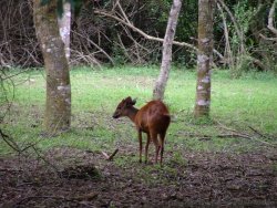 Petite antilope des forêts