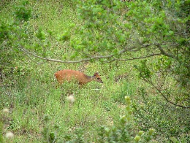 Ces petites antilopes sont trés répandues ici, le plus souvent près des bois