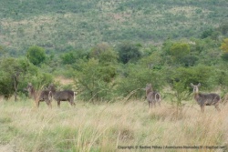 Waterbucks dans une jolie savane boisée