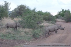 Animaux de plus en plus rares : des rhinocéros noirs