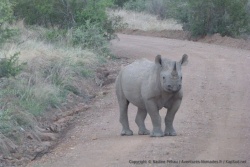 Il faut toujours se méfier d'un rhino noir, réputé particulièrement imprévisible
