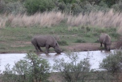 Comme nous le supposions, les 2 rhinos sont partis s'abreuver au trou d'eau