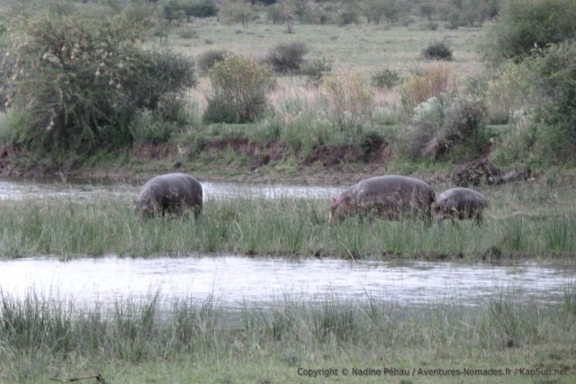 Les hippopotames sortent facilement quand le soleil n'est plus