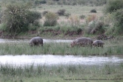 Les hippopotames sortent facilement quand le soleil n'est plus