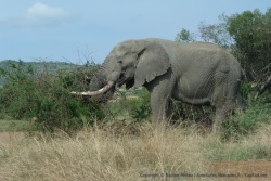 Même si le Pilanesberg est un petit parc, il accueille de beaux éléphants