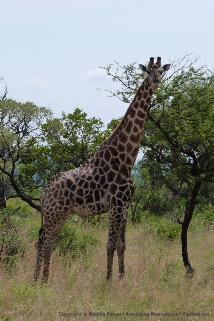 Comme souvent, la girafe nous toise avec assurance