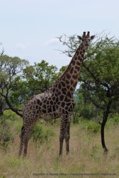 Comme souvent, la girafe nous toise avec assurance