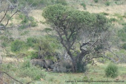Pas moins de 5 rhinocéros serrés les uns contre les autres sous un si petit arbre