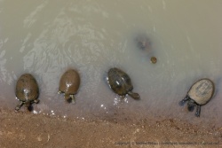 Un attroupement de tortues attend qu'un touriste donne un peu de nourriture