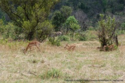 Les impalas rassemblent leur petit en crèche pour mieux les surveiller