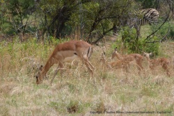 Les impalas sont agréables à regarder et les petits encore plus craquants