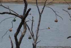 Près d'un lac, les tisserains semblent avoir trouvé leur habitat idéal