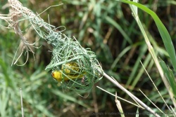 Un tisserin en plein labeur