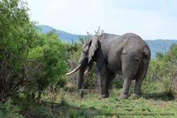 Notre gros éléphant de ce matin n'a pas beaucoup bougé