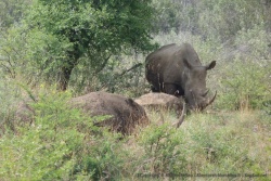 Encore un groupe de rhinocéros blancs
