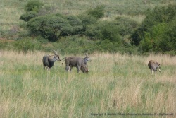 Le Pilanesberg nous aura étonné par sa grande diversité de faune pour un aussi petit parc
