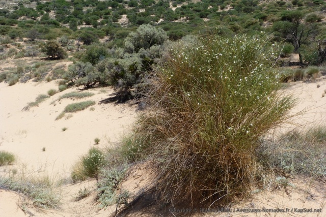 La végétation des Witsand est très particulière grâce à un éco-système unique