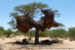 L'incroyable nid génat d'une colonie de républicains sociaux, typique du Kalahari