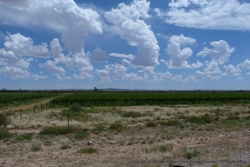 D'improbables vignes à l'approche de l'Orange river