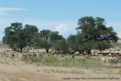 Des flopées de springboks se retrouvent également dans la vallée