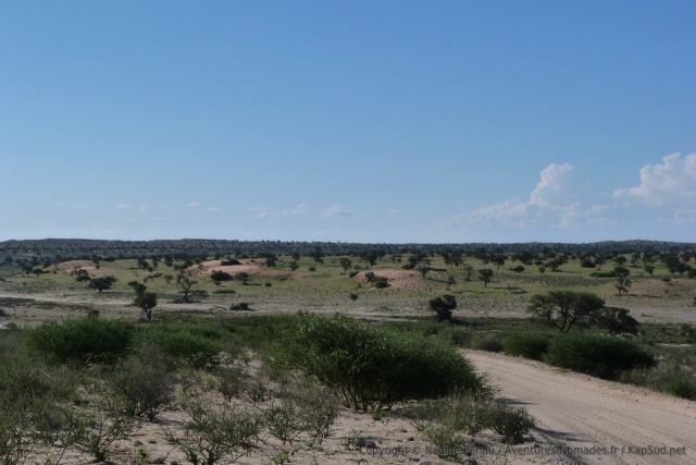 En cette saison estivale, la verdure recolonise les dunes rouges du Kalahari