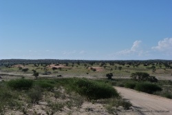 En cette saison estivale, la verdure recolonise les dunes rouges du Kalahari