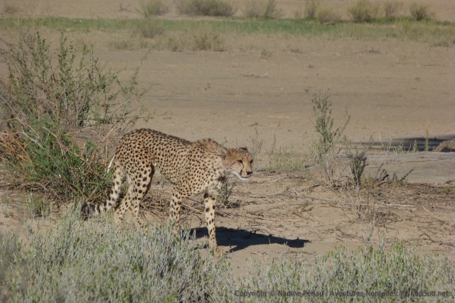 Une superbe femelle guépard en mode chasse