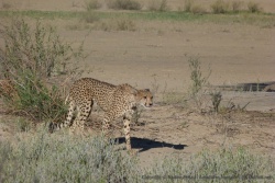 Une superbe femelle guépard en mode chasse